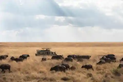 Safari de 4 días en el Serengeti (Norte del Serengeti)