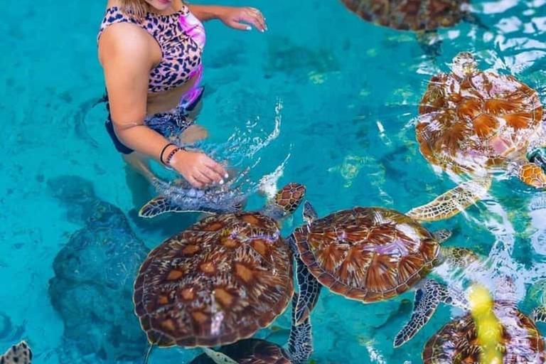 Zanzibar: Swim with Turtles, The Rock & Mtende Beach Private Tour with No Hotel transfer