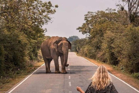 Viagem de Galle/Hikkaduwa/Mirissa para Udawalawe Safari Tour