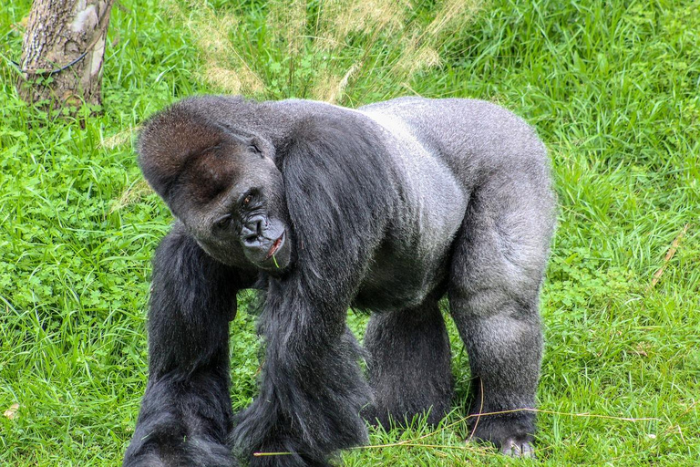 Entebbe, Uganda: 6-Day Gorilla Tracking and Wildlife Safari