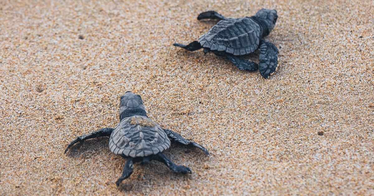 From Huatulco:Turtle Release and Bioluminescence Tour | GetYourGuide