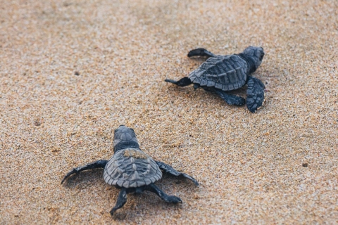 Au départ de Huatulco : libération des tortues et découverte de la bioluminescence