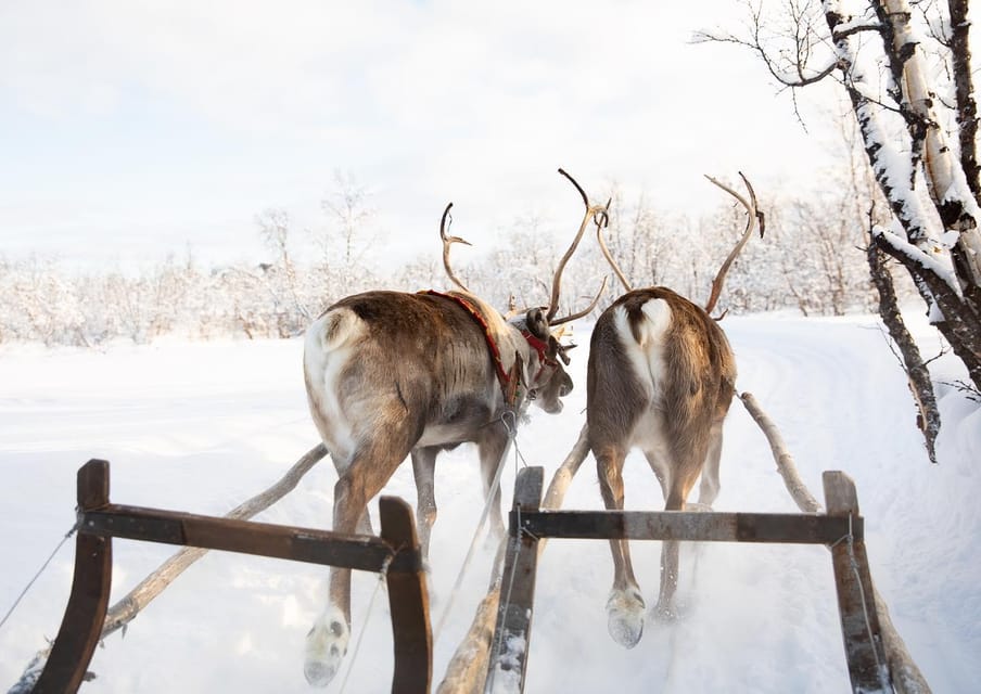 Two reindeer pulling a wooden sled through snowy birch woodland, seen from the sled
