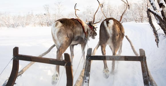 Two reindeer pulling a wooden sled through snowy birch woodland, seen from the sled