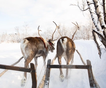 KIRUNA: Experiencia del reno sami