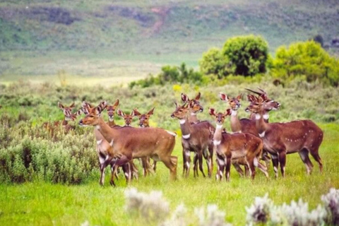 Chebera Churchura: 5-Day Wildlife & Nature Safari Experience