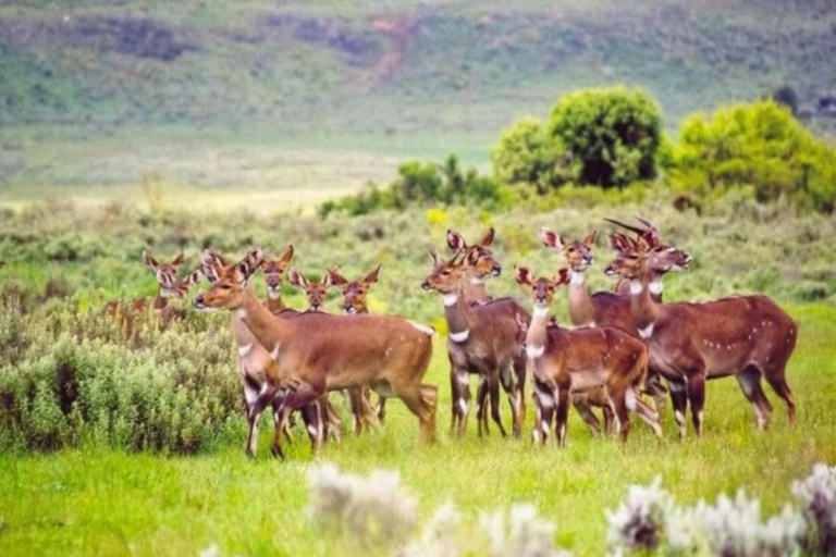 Chebera Churchura: 5-Day Wildlife & Nature Safari Experience