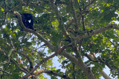 Lake Bunyonyi - Kalinzu Forest Chimpanzee Trekking Day Trip