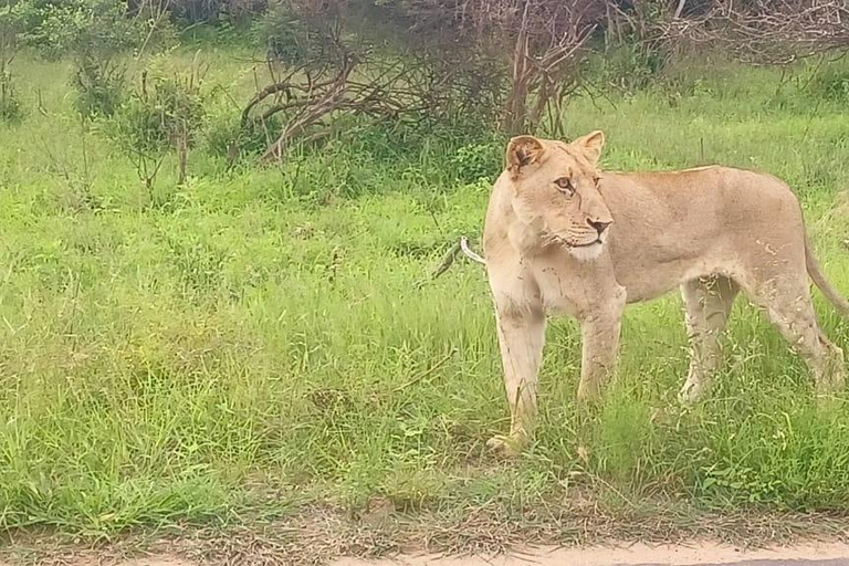 Explore o Kruger Park e Sabi Sands por 4 dias e 3 noitesExplora Joanesburgo: 4 dias no Parque Nacional Kruger