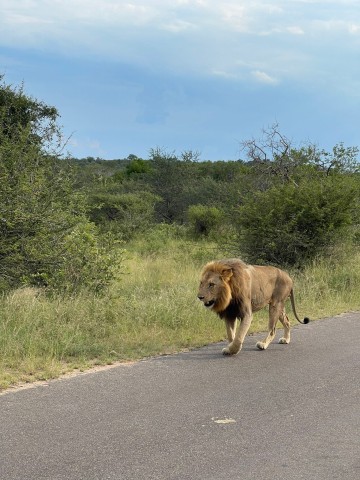 Visit All Inclusive Kruger 2 Days Safari from Johannesburg in Prayagraj