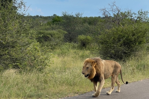 All-inclusive Kruger 2-daagse safari vanuit Johannesburg