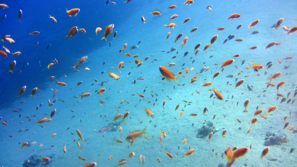 Hurghada Croisi Re Priv E En Yacht Dans La Baie D Orange Pour Un