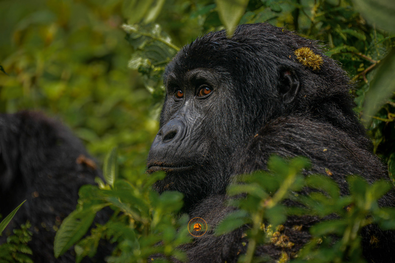 Safari salvaje y de primates de 10 días por Uganda.