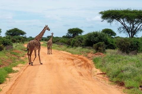4-Day Amboseli, SaltLick & Tsavo East Safari