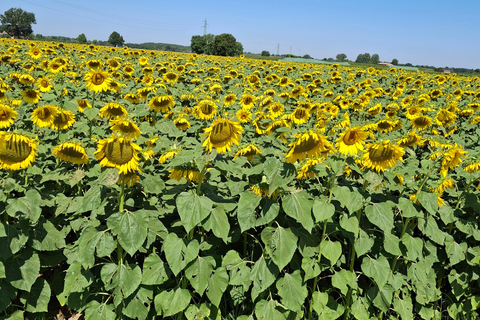 9-Day Best of Tuscany Tour with Guide and Driver