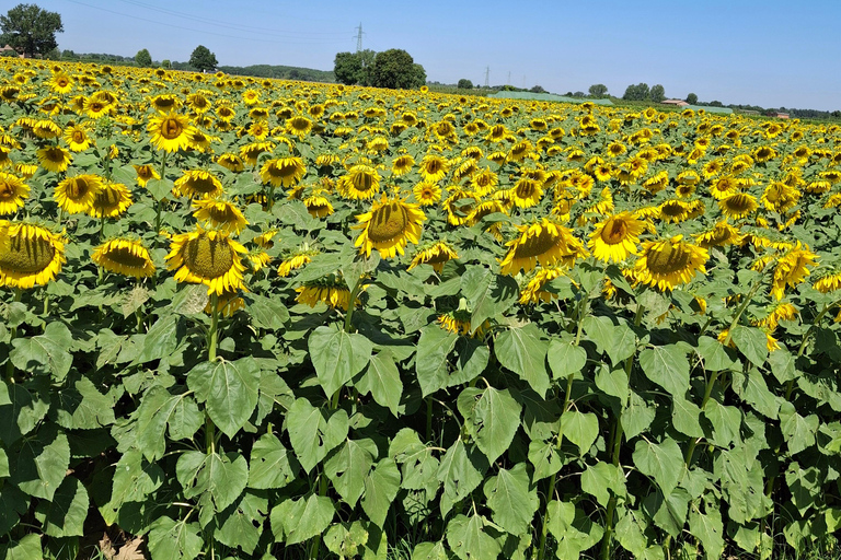 9-Day Best of Tuscany Tour with Guide and Driver