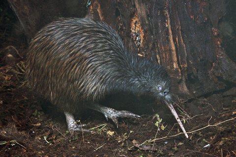 Tawharanui: Kiwi Spotting & Stargazing Tour c/ Estancia OpcionalRecorrido Estándar