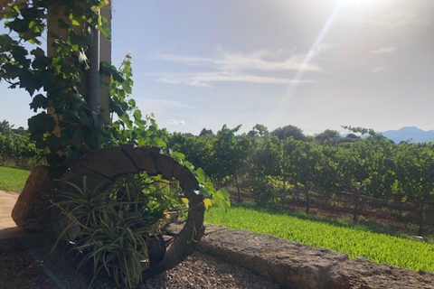 Visite guidée des vignobles et de la cave de Bodega Butxet avec dégustation