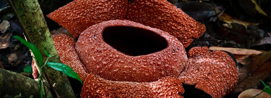 Padang : Excursion merveilleuse à Tanah Datar avec déjeuner