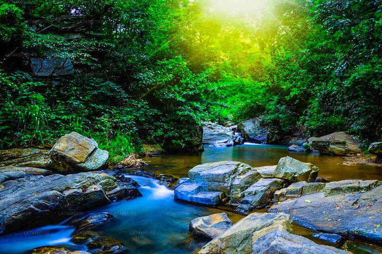 Desde Galle/Weligama/Mirissa/Matara: excursión de un día a Sinharaja