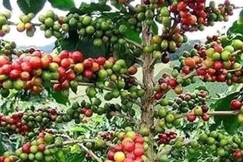Zanzibar: Spice Farm, Stone Town or Jozani Forest with lunch Spice Farm Experience with lunch – (No Transport)