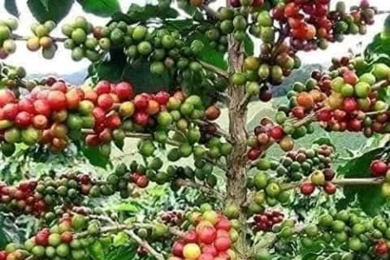 Zanzibar: Spice Farm, Stone Town or Jozani Forest with lunch Spice Farm Experience with lunch – (No Transport)