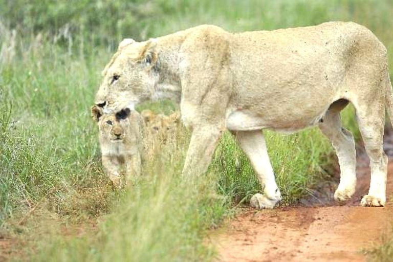 Salt Lick Safari Lodge: tour di 2 giorni da Nairobi o MombasaNairobi o Mombasa: tour di 2 giorni al Salt Lick Safari Lodge