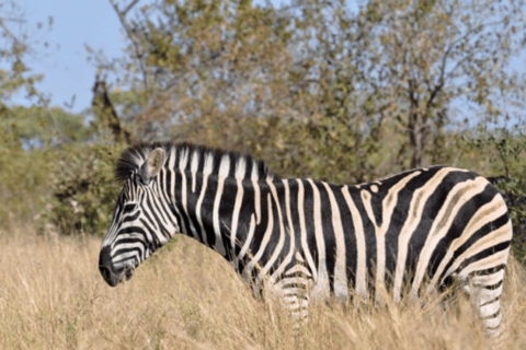 The Best 5-Day 4-Night Tanzania Budget Group Sharing Safari