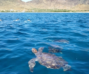 Snorkeling with turtles at Sao Pedro's Beach