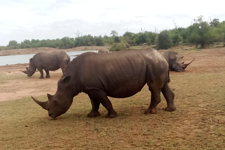 Hlane nationalpark, safari dagsturRundtur på engelska eller portugisiska