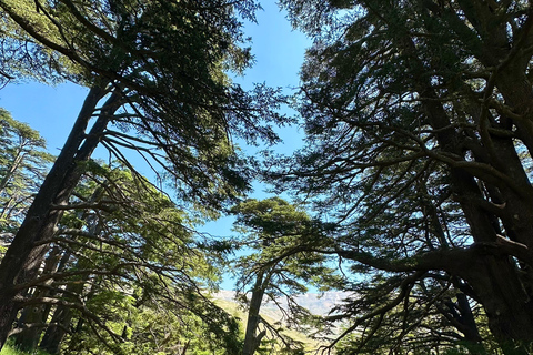 Beirut: Cedars of God, Ehden & Lake Private Tour with Lunch