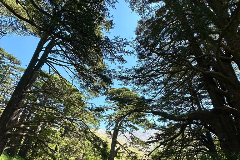 Beirut: Cedars of God, Ehden & Lake Private Tour with Lunch
