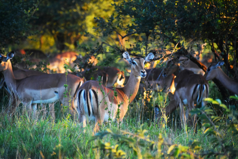 Mwea National Reserve Full-Day Safari from Nairobi