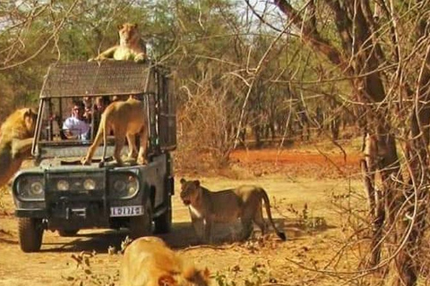 Safari z lwami i przejażdżka po rezerwacie BandiaSafari z lwami i przejażdżka łodzią w Bandii