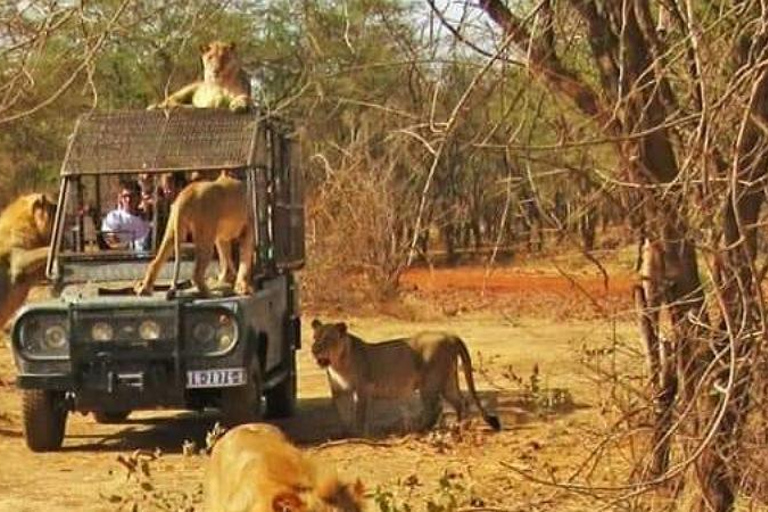 Safari z lwami i przejażdżka po rezerwacie BandiaSafari z lwami i przejażdżka łodzią w Bandii