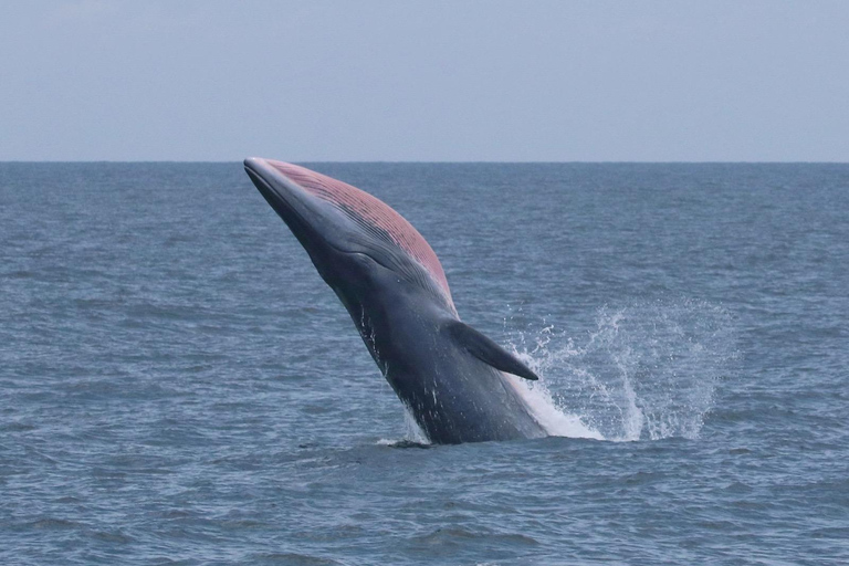 From Pattaya: Upper Gulf of Thailand Whale Watching Day Tour