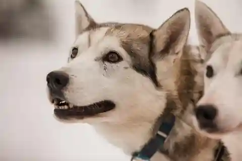 Хаски-сафари Snowy Trails (5 км)
