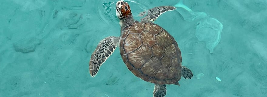 Les merveilles naturelles de Curaçao – Visite guidée de l'île