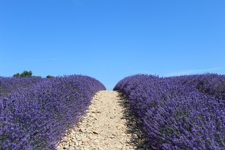 From Aix-en-Provence: Sault Lavender & Gordes Full-Day Tour