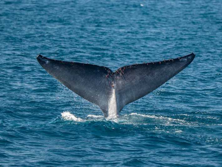 聖地牙哥：觀賞海豚和鯨魚日落巡遊