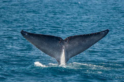 San Diego: Delfin- och valskådningskryssning i solnedgången