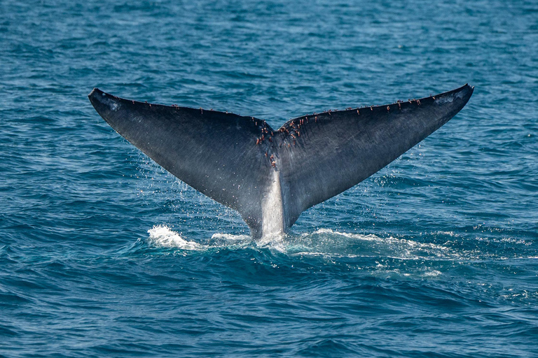 San Diego: Delfin- och valskådningskryssning i solnedgången