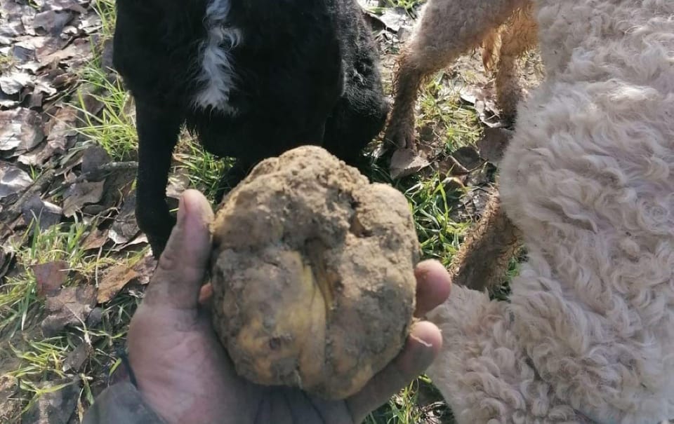 Siena Truffle hunting in the Sienese woods with tasting GetYourGuide