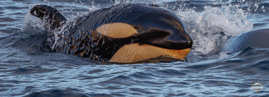 Depuis Skjervøy : Observation des baleines à bord d'un bateau de croisière à cabine chauffée