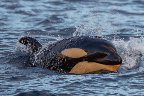 From Skjervøy: Whale Watching in a Heated Cabin Cruiser