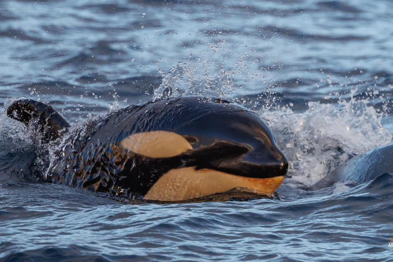 From Skjervøy: Whale Watching in a Heated Cabin Cruiser