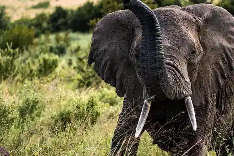 Desde Arusha:Safari mágico de 3 días con flamencos Lago Natron Tarangire
