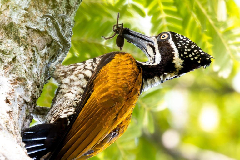 Phnom Penh: Kirirom National Park Day Trip with Lunch