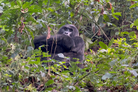 1 Daagse Oegandese Gorilla trektocht vanuit Kigali, Rwanda