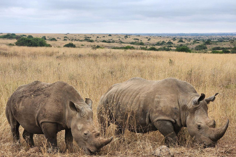 Nairobi National Park: Early Morning or afternoon adventure Early morning game drive in a Landcruiser JEEP